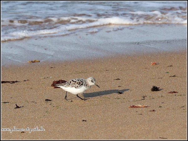 Bécasseau sanderling