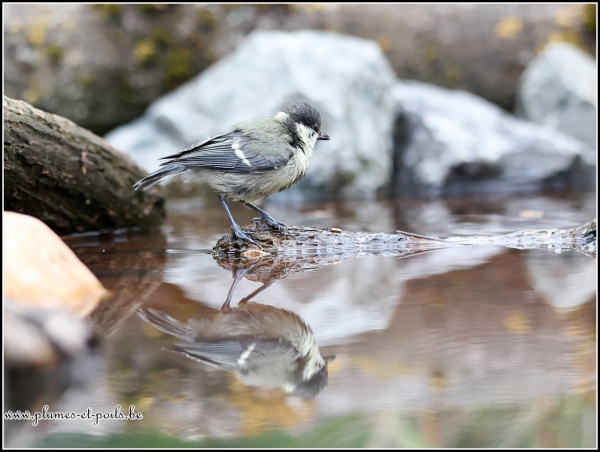 Mésange charbonnière