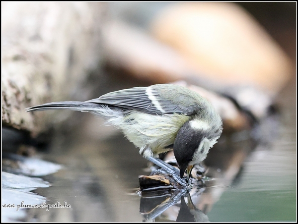 Mésange charbonnière