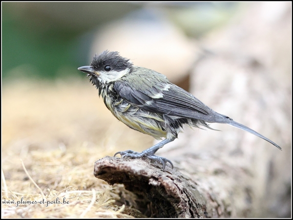 Mésange charbonnière
