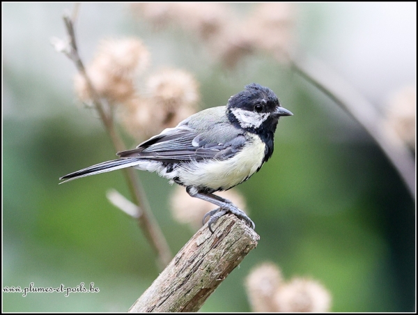 Mésange charbonnière