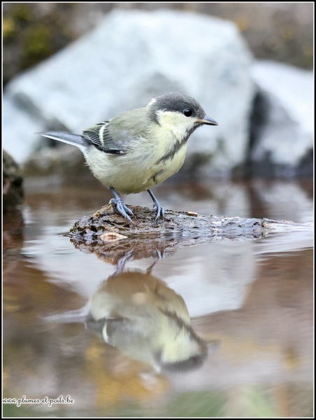 Mésange charbonnière