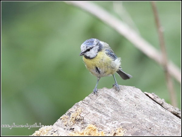 Mésange bleue