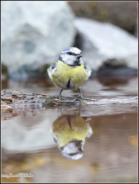 Mésange bleue