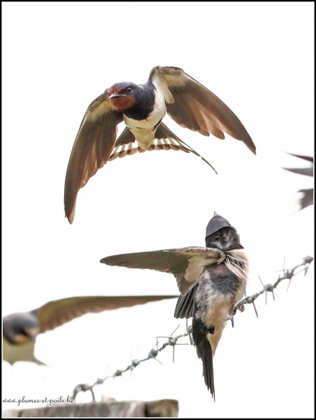 Hirondelle rustique