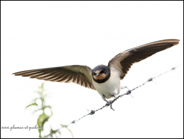Hirondelle rustique