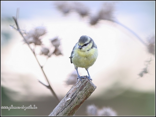 Mésange bleue