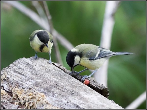 Mésange charbonnière