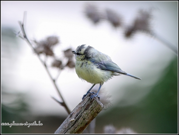 Mésange bleue