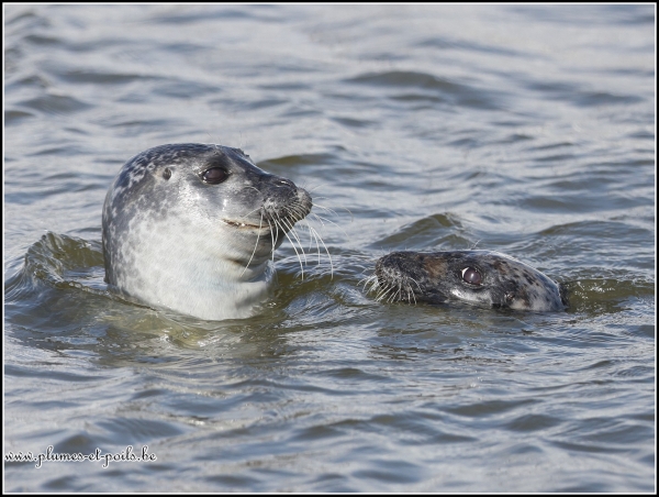 Phoque veau marin