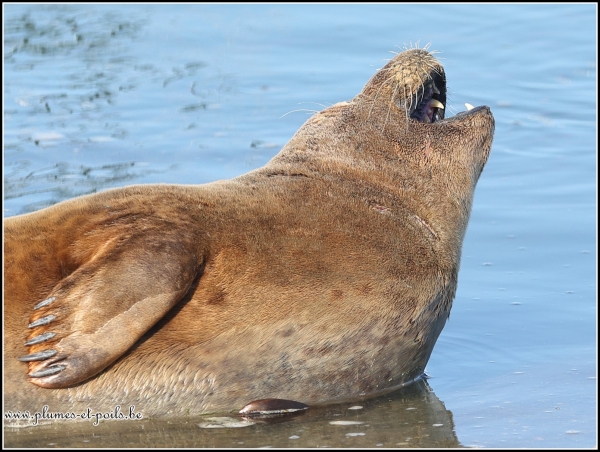 Phoque veau marin