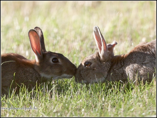 Lapin de garenne
