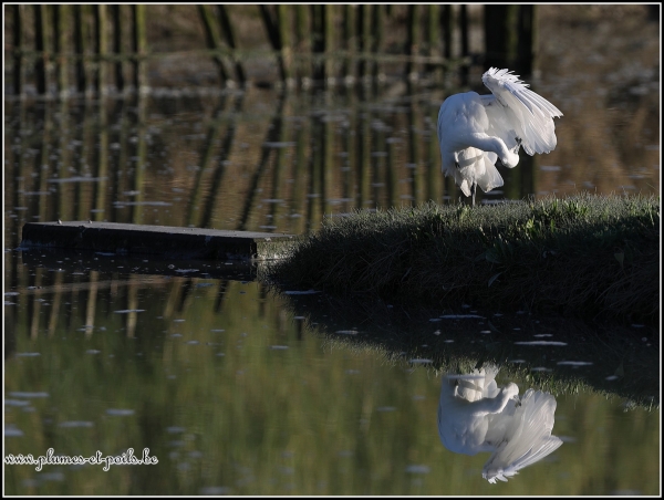 Aigrette garzette