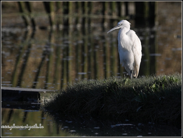 Aigrette garzette