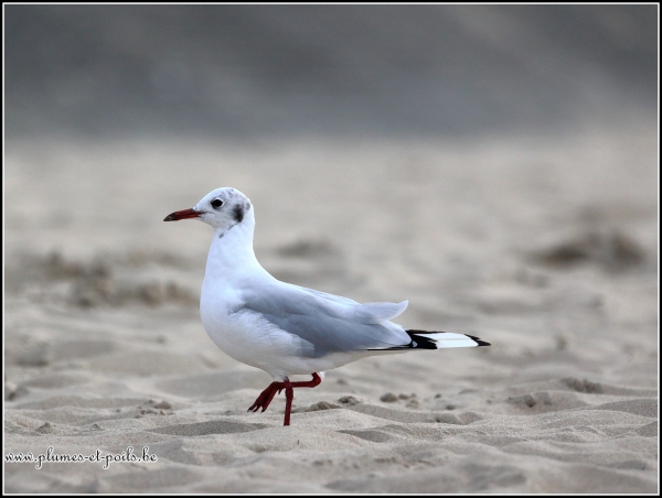 Mouette rieuse