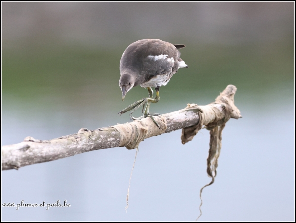 Galinule poule d'eau