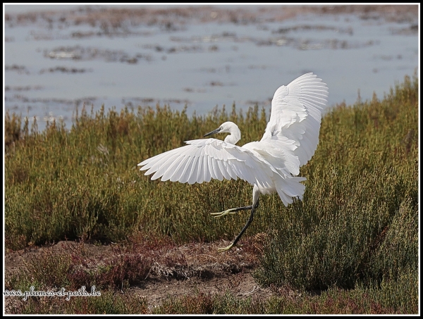 Aigrette garzette