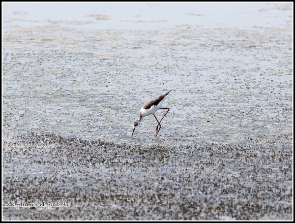 Echasse blanche