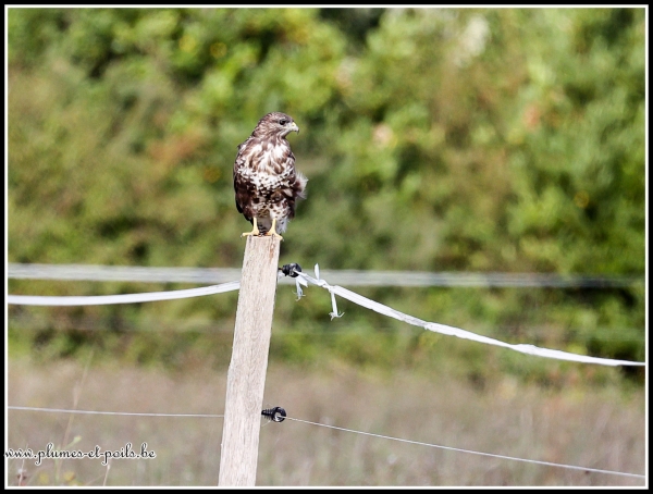 Buse variable