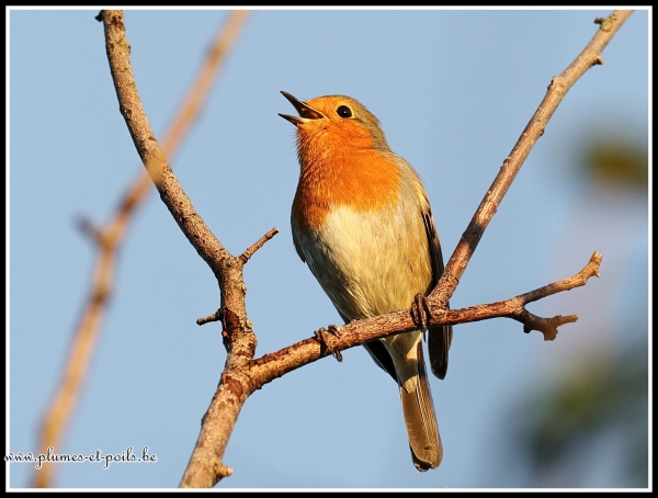 Rouge-gorge