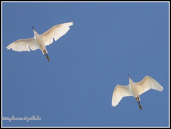 Aigrette garzette