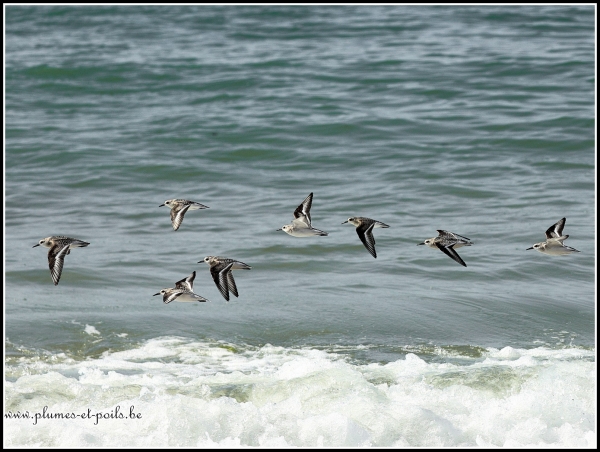 Bécasseau sanderling