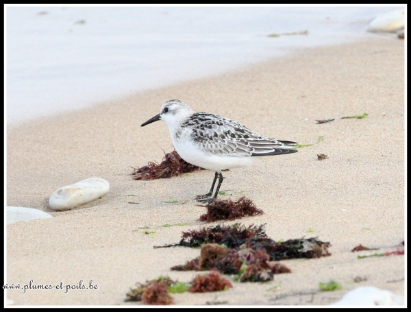 Bécasseau sanderling
