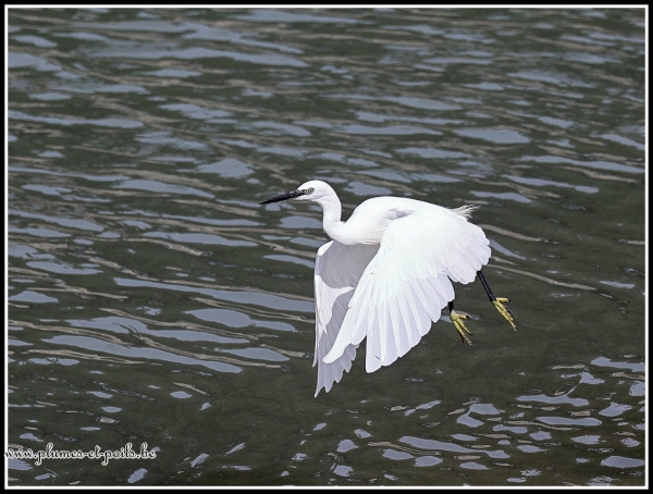 Aigrette garzette