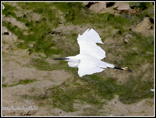 Aigrette garzette