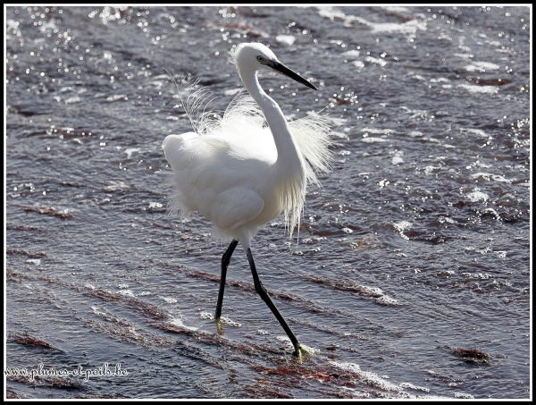 Aigrette garzette