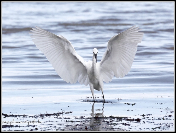 Aigrette garzette