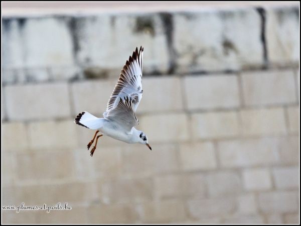 Mouette rieuse