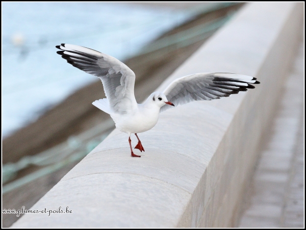 Mouette rieuse