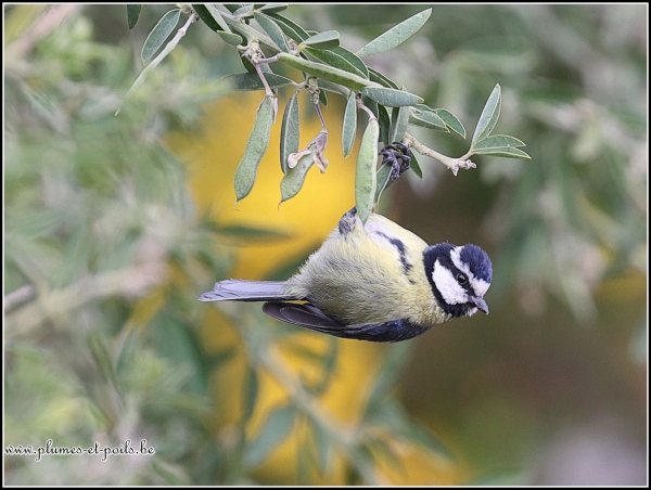 Mésange de Tenerife