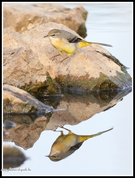 Bergeronnette des ruisseaux