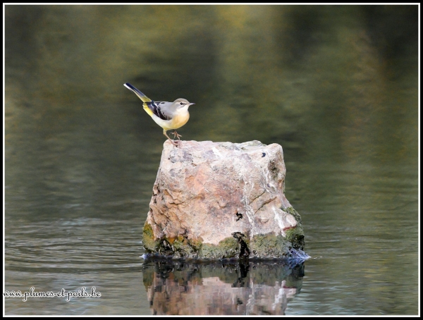 Bergeronnette des ruisseaux