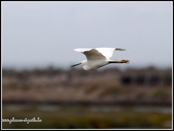 Aigrette garzette