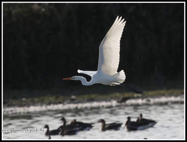 Grande aigrette