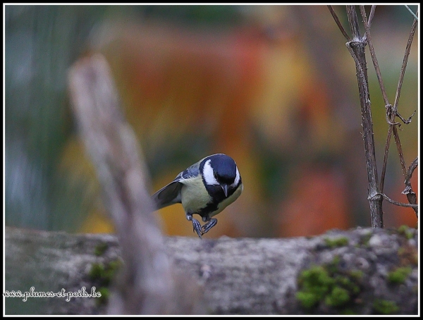 Mésange charbonnière