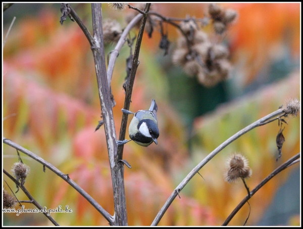 Mésange charbonnière