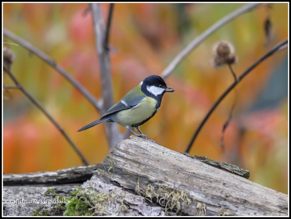 Mésange charbonnière