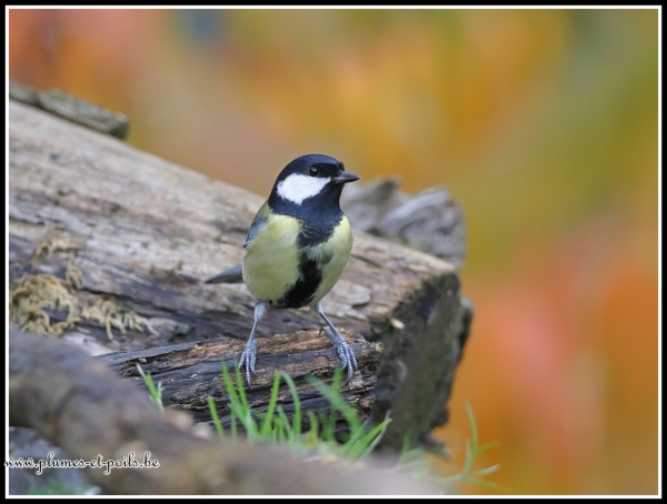 Mésange charbonnière