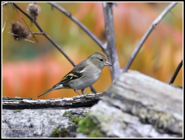 Pinson des arbres