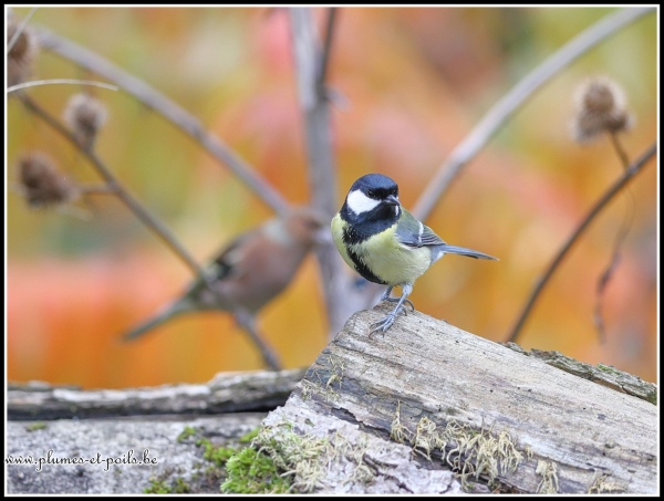 Mésange charbonnière