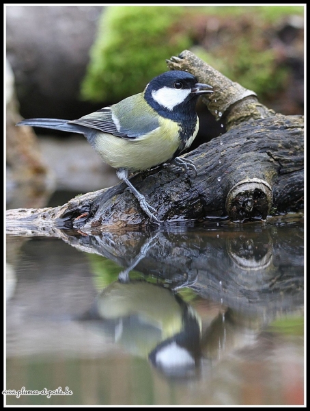 Mésange charbonnière