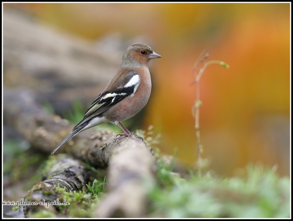 Pinson des arbres