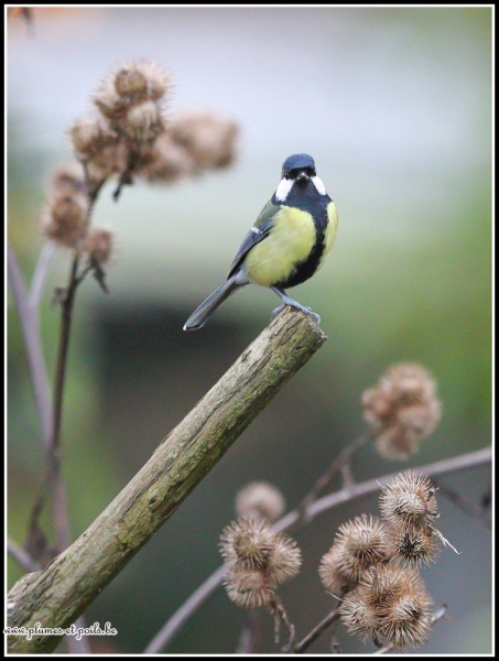 Mésange charbonnière