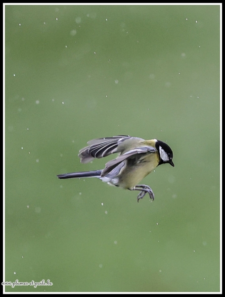Mésange charbonnière