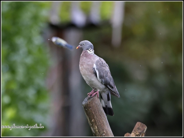 Pigeon ramier
