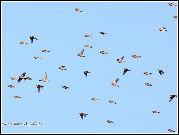 Linotte mélodieuse